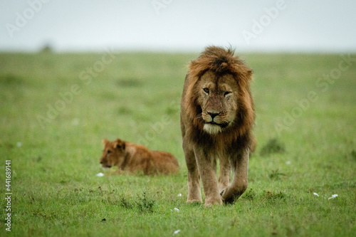 Male lion walking away from lion cub