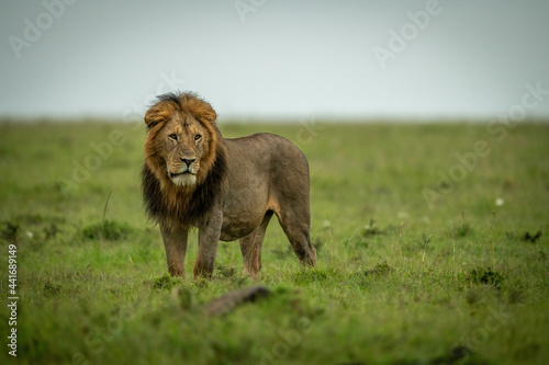 Male lion stands staring left in grassland