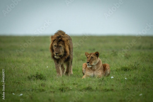 Male lion passes lioness lying on grass