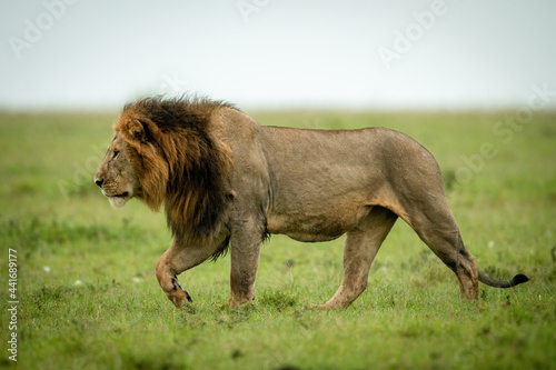 Fototapeta Naklejka Na Ścianę i Meble -  Male lion crosses grassy plain raising paw