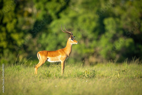 Male common impala stands staring on savannah