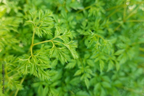 Ligusticum striatum DC. (Apiaceae) is a well-known traditional Chinese medicine and mainly distributed in Sichuan province in China.