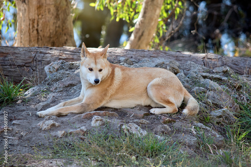 the golden dingo is resting on rocky ground © susan flashman