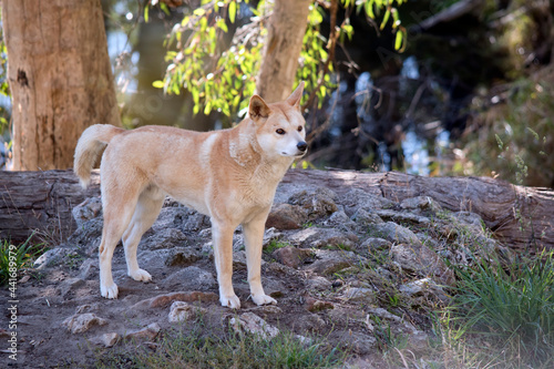 this is a male golden dingo © susan flashman
