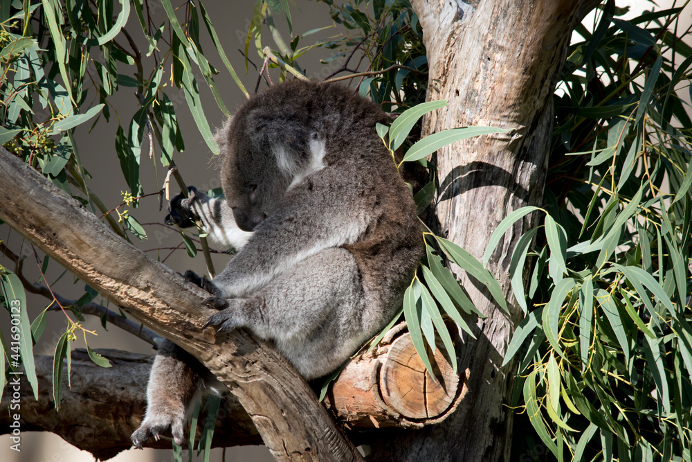 Fototapeta premium the koala is sleepin in the fork of a tree
