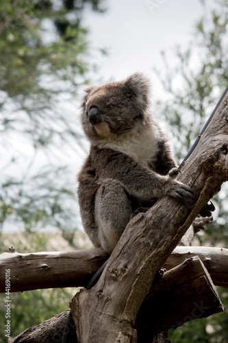 Fototapeta Naklejka Na Ścianę i Meble -  the koala is climbing a gum tree