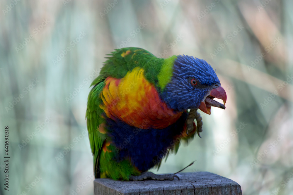 the rainbow lorikeet is scratching his face and squawking