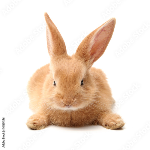 rabbit isolated on white background