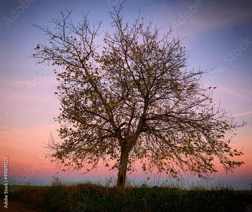 tree in the sunset