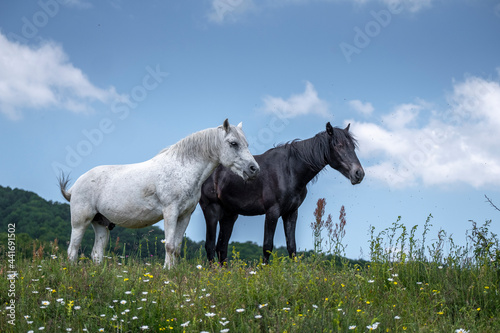 Elegance outdoor farm landscape. Horse and tree silhouettes in the background. Group of two horses standing on the pasture. Group of horses standing on the pasture in spring time. 