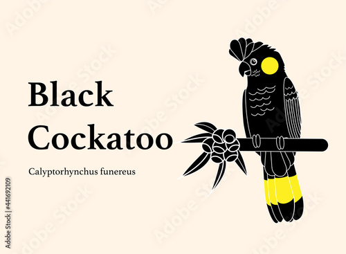 A black cockatoo design vector