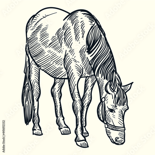 Vintage hand drawn horse
