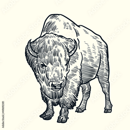 Vintage hand drawn bison