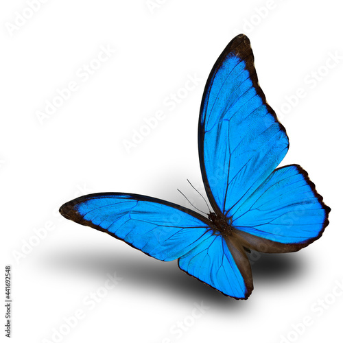 The beautiful flying Blue Morpho butterfly (disambiguation) or the Sunset Morpho, very velvet blue wings with soft shadow on white background © prin79