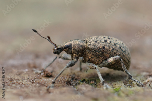 Close-up shot of a plant parasite weevil, the larvae of which live 2 years in the roots. photo