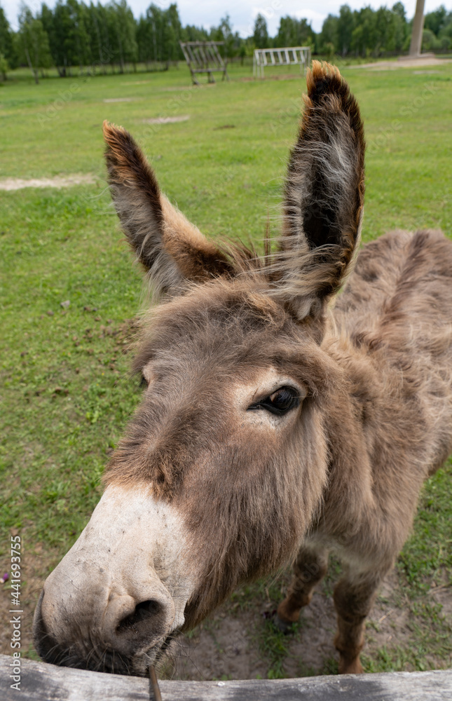 Portrait of a donkey with big ears grazing in a corral