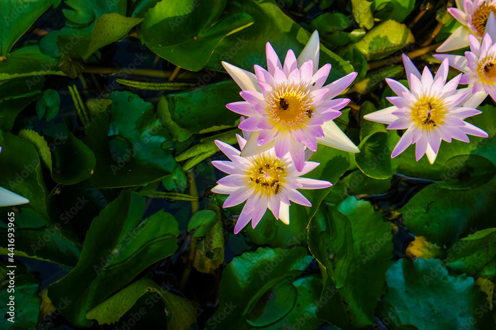 Botanic lotus flower group in park pond Botanic lotus flower group in park pond