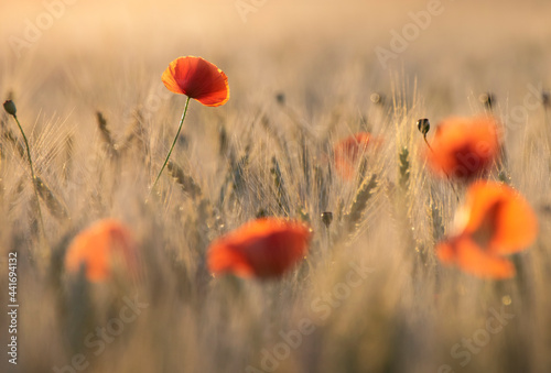 Red poppy flowers in the wheat field on sunset. Shallow depth of field © ionut