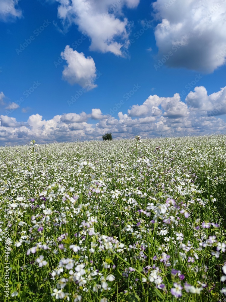 blooming spring field and blue sky