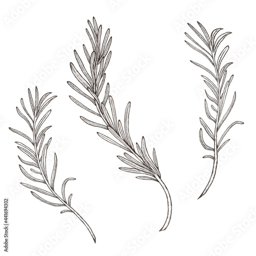 Rosemary sketch, herb branches isolated, vintage style herbs, wedding rosemary design elements photo