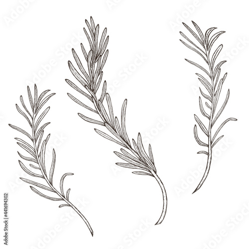 Rosemary sketch, herb branches isolated, vintage style herbs, wedding rosemary design elements