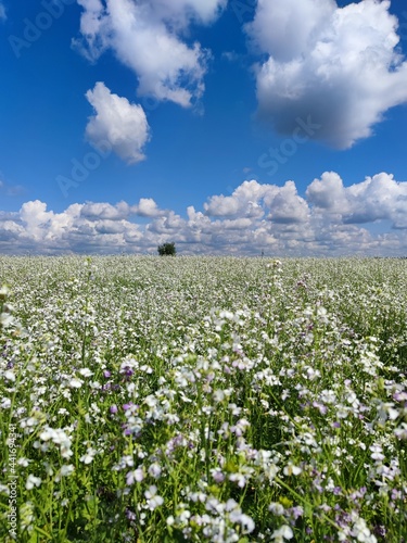 blooming spring field and blue sky