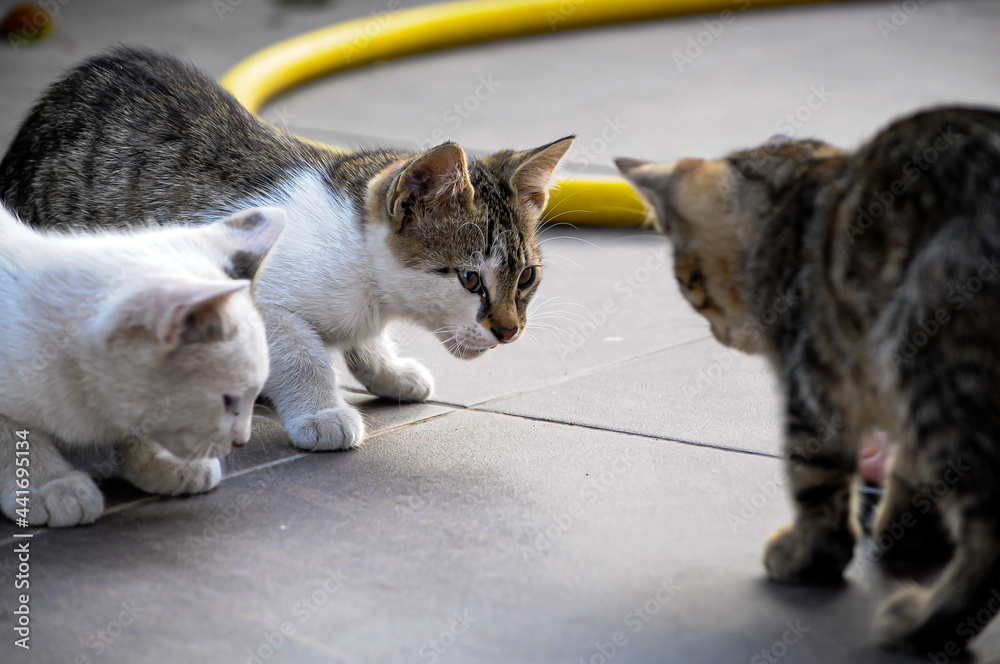 Obraz premium Group of Stray Cats. Three Stray Cats are Sitting on the Street. Animal Protection and Adoption Concept. Cats are Thirsty. Abnormal Heat in Ukraine