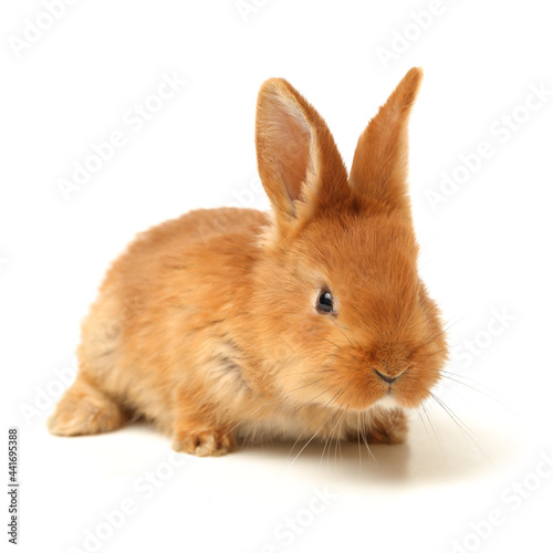 Baby of orange rabbit on white background