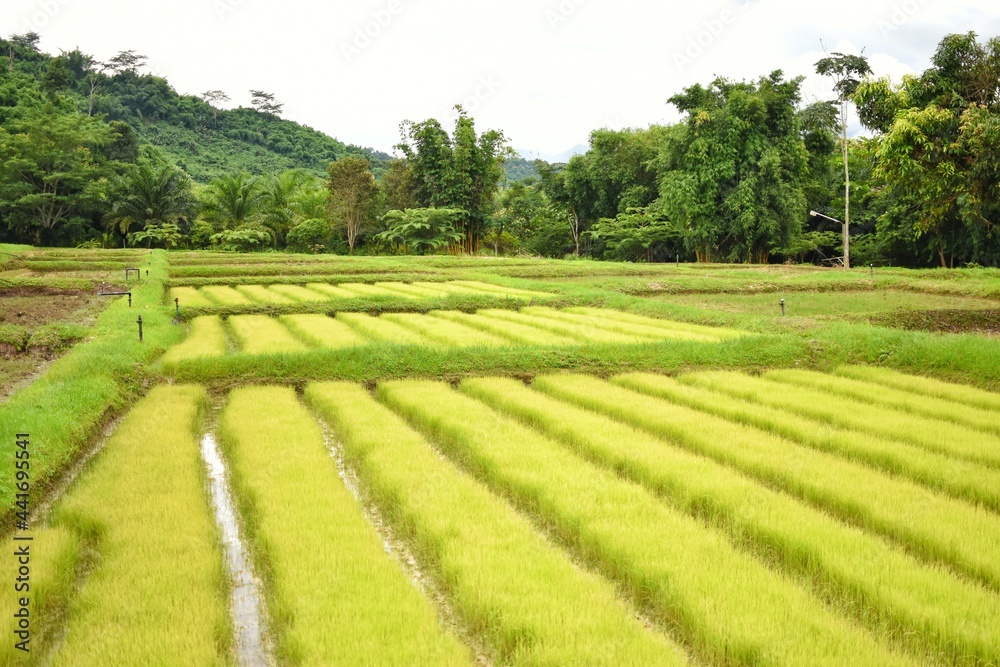 Rice fields arranged in rows, orderly and beautiful. Located in the north of Thailand.
