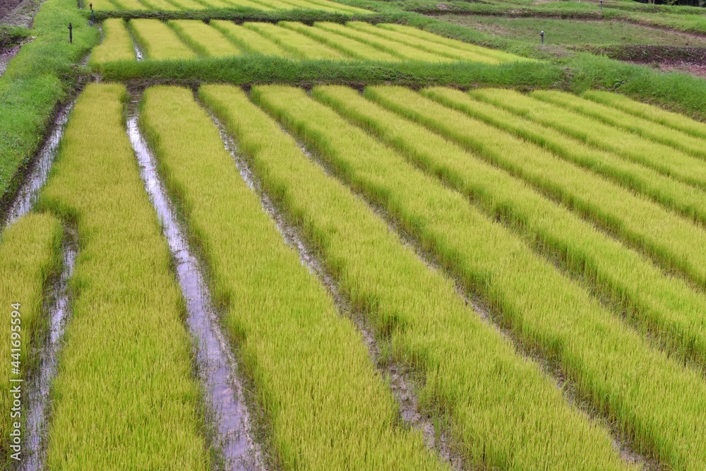 Rice fields arranged in rows, orderly and beautiful. Located in the north of Thailand.