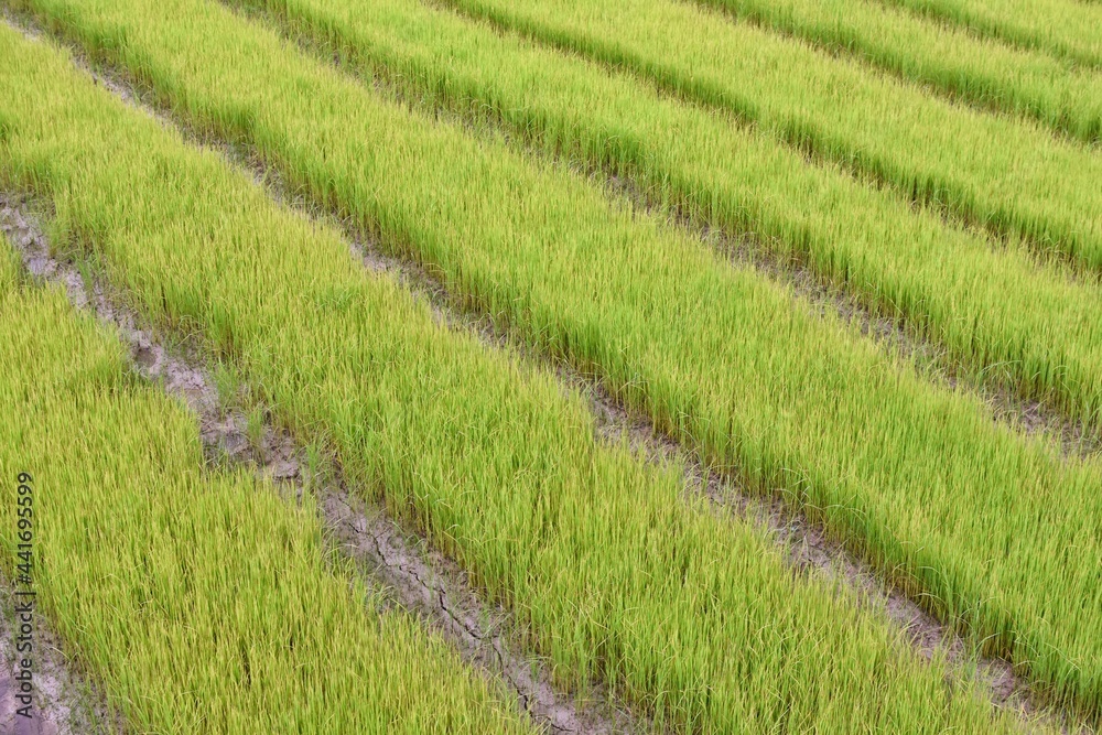 Rice fields arranged in rows, orderly and beautiful. Located in the north of Thailand. Rice fields arranged in rows, orderly and beautiful. Located in the north of Thailand.