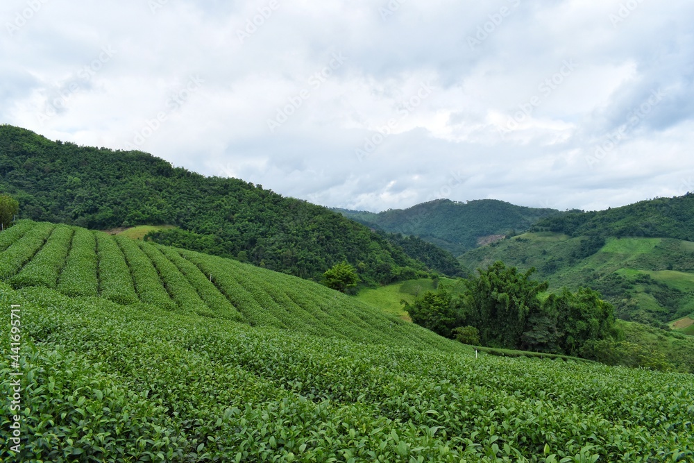 Curved rows of tea plantation at Doi Mae Salong, Chiang Rai Province, Northern Thailand.