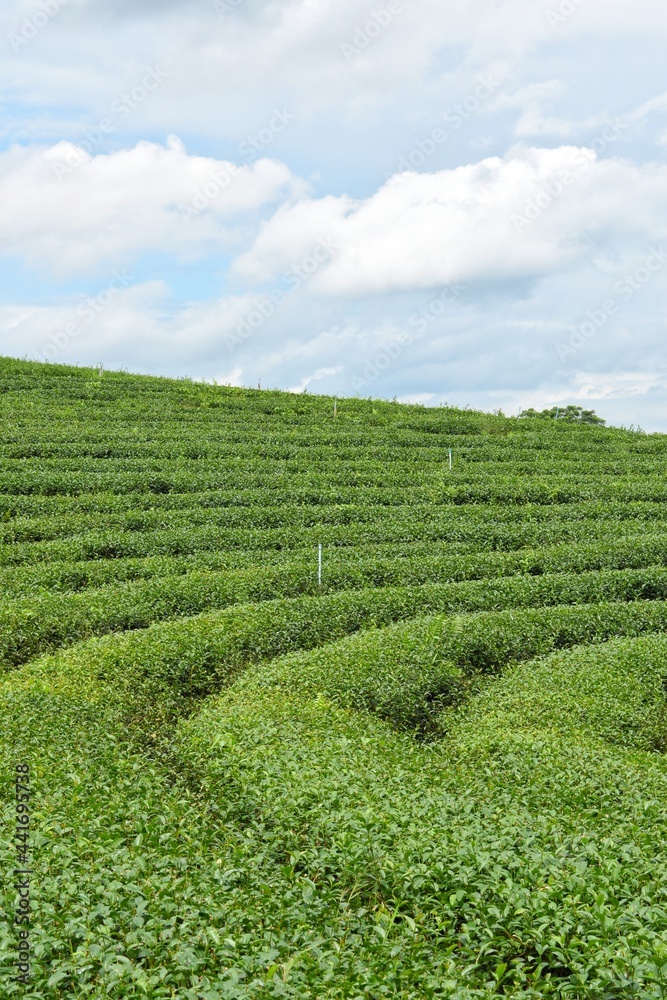 Beautiful curved rows of choui fong tea plantation in Chiang Rai Province, Northern Thailand.