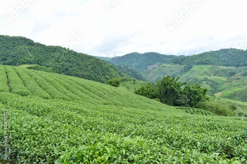 Curved rows of tea plantation at Doi Mae Salong, Chiang Rai Province, Northern Thailand.