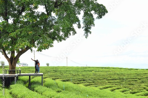 Beautiful curved rows of choui fong tea plantation in Chiang Rai Province, Northern Thailand. photo