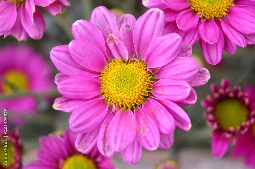 beautiful pink flowers in the garden