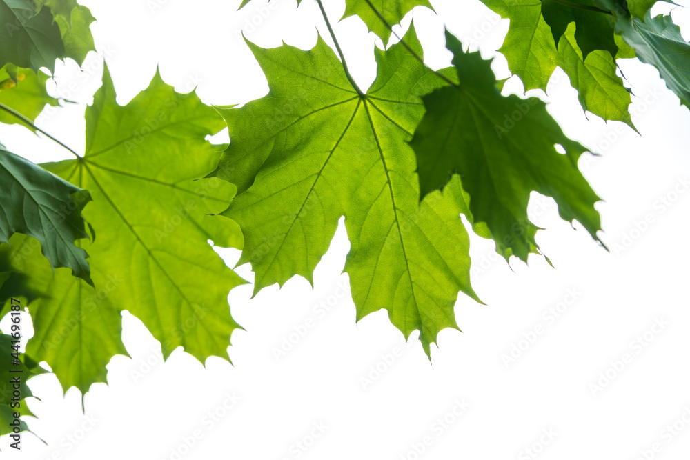 Spring branches of maple tree with fresh green leaves Spring branches of maple tree with fresh green leaves