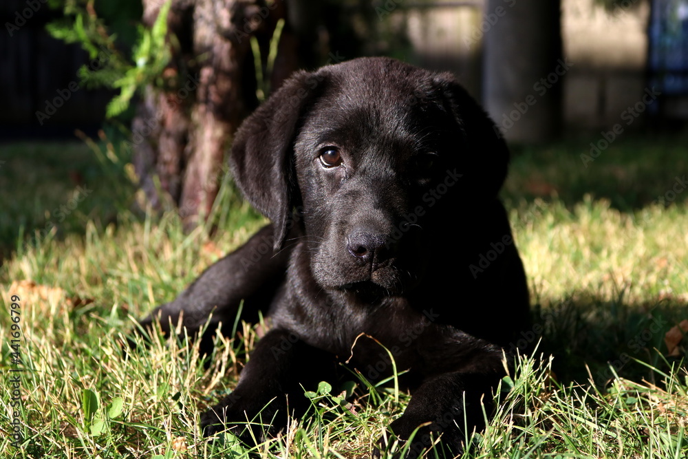 Black Labrador retriever puppy in the garden
Black Labrador retriever puppy in the garden