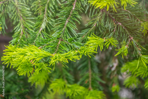 Fir branches with fresh shoots in spring.