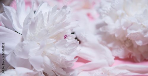Beautiful white peony flowers close up on a pink background with a place to copy text top view and flat style © Viktorya 