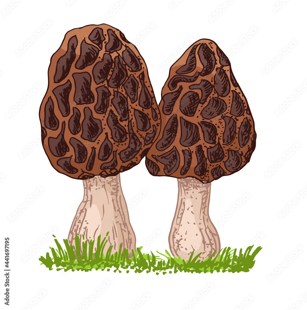 Morel mushroom hand drawn. Sketch food drawing. isolated on white ...