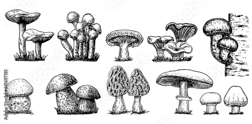 Various mushrooms set. Hand drawn sketch style. Oyster, champignon, chanterelle, porcini, morel, trumpet, shiitake, portobello.Collection of forest mushroom species. Vector illustrations isolated.