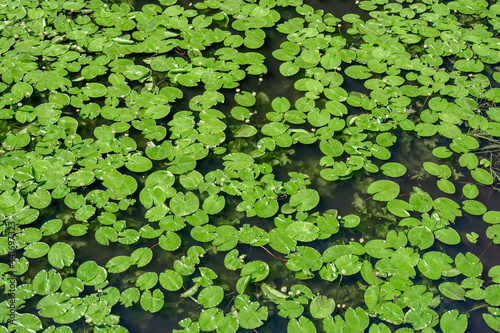 water lily on the water. lily background, texture. pond overgrown with water lilies. summer background. Top View Green Leaves Lotus or Hardy Lily Plant of Nymphaeaceae family