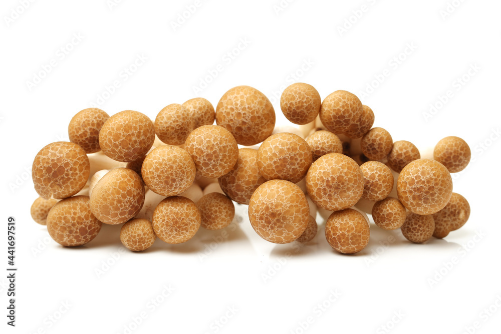 brown beech mushroom on white background 