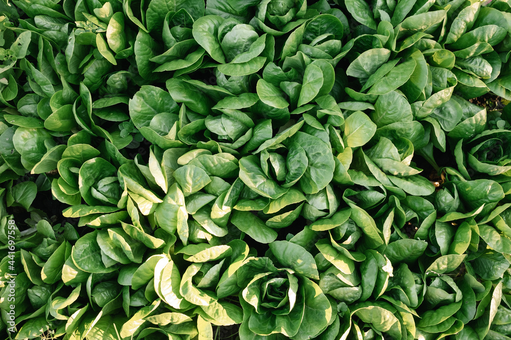 Green fresh leaves of spinach in the garden with sun glare top view closeup texture. Green fresh leaves of spinach in the garden with sun glare top view closeup texture.