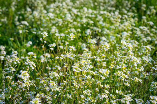 A background of small wild white flowers on a field