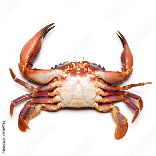 Blue swimmer crab on white background