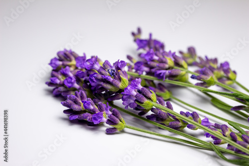 Macro studio shot of sprigs of purple English lavender  lavandula angustifolia  flower bud stems on white background with copy space