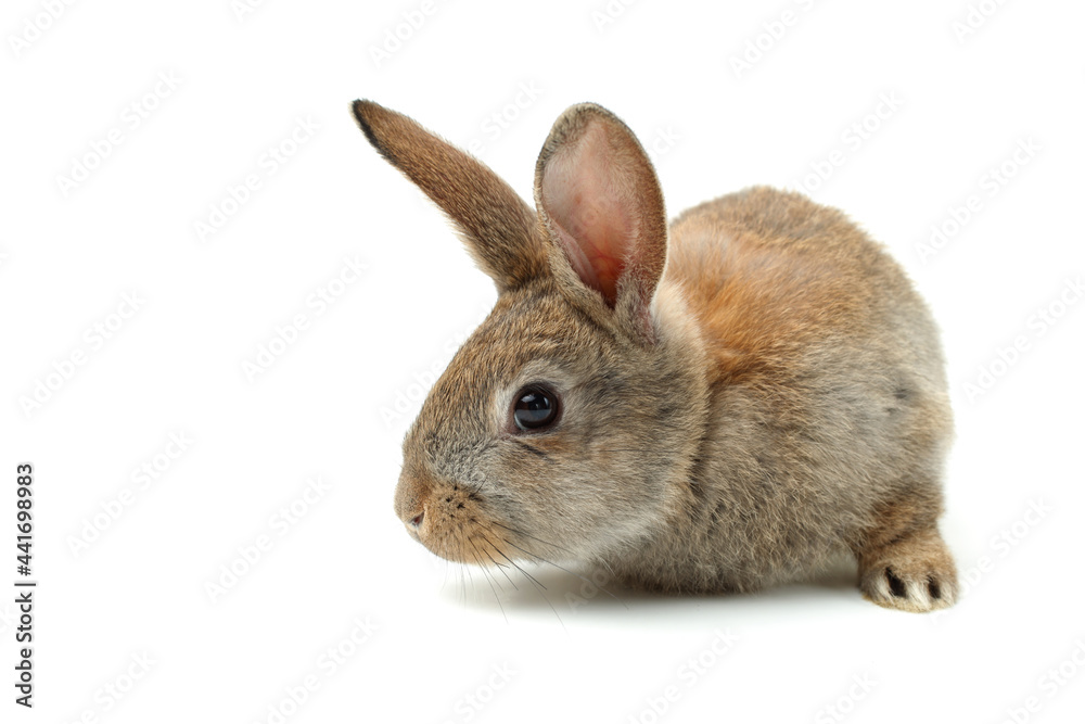 rabbit on a white background rabbit on a white background