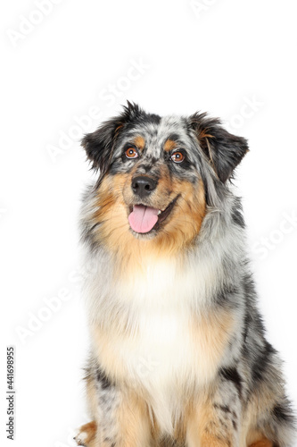 australian shepherd dog